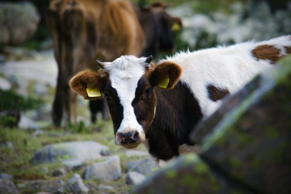 white and black cow behind stone