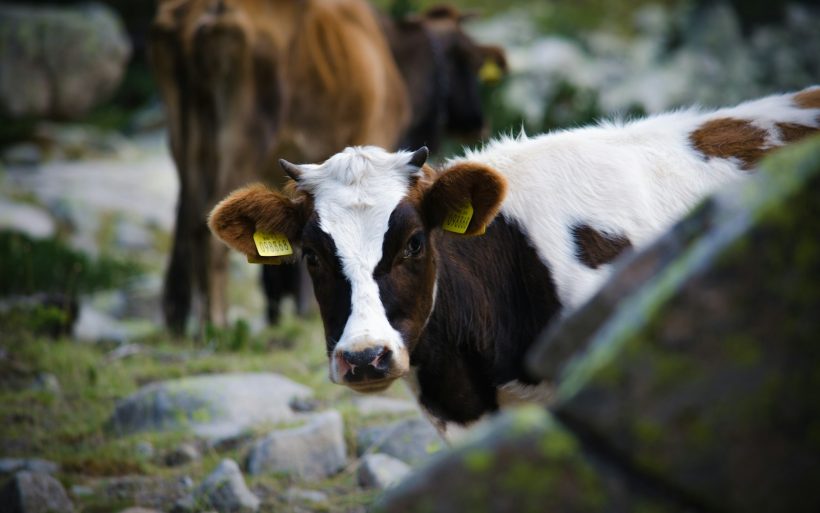 white and black cow behind stone